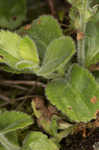 Common gypsyweed